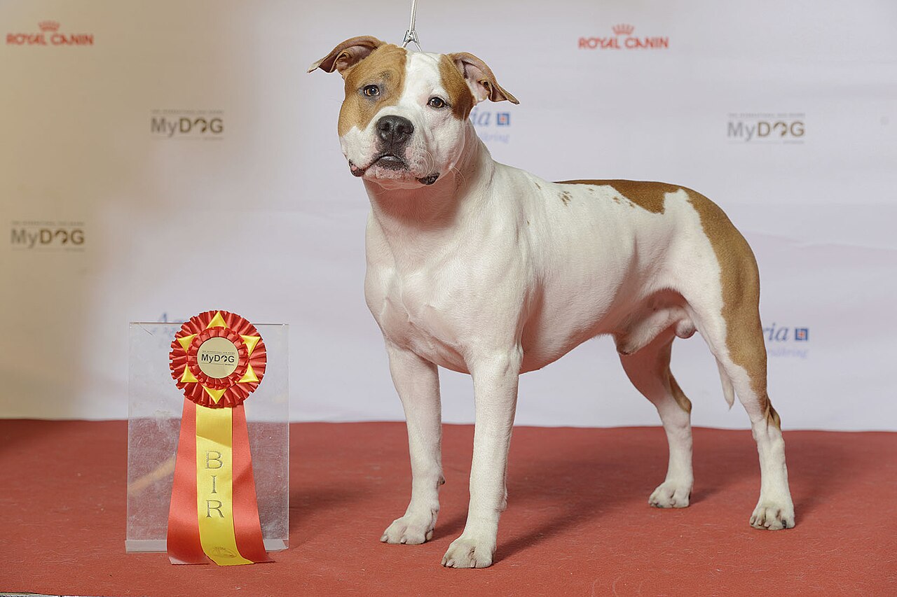 American Staffordshire Terrier