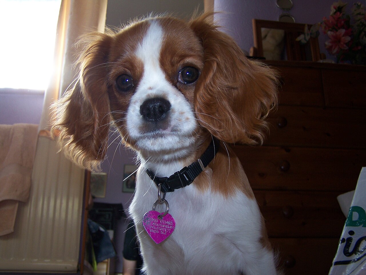 Cavalier King Charles Spaniel