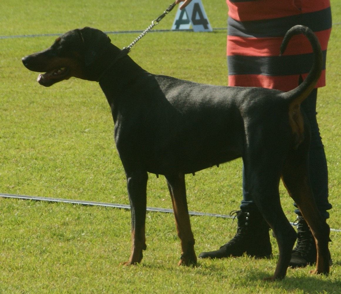 Doberman Pinscher