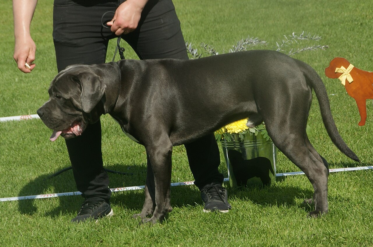 Cane Corso