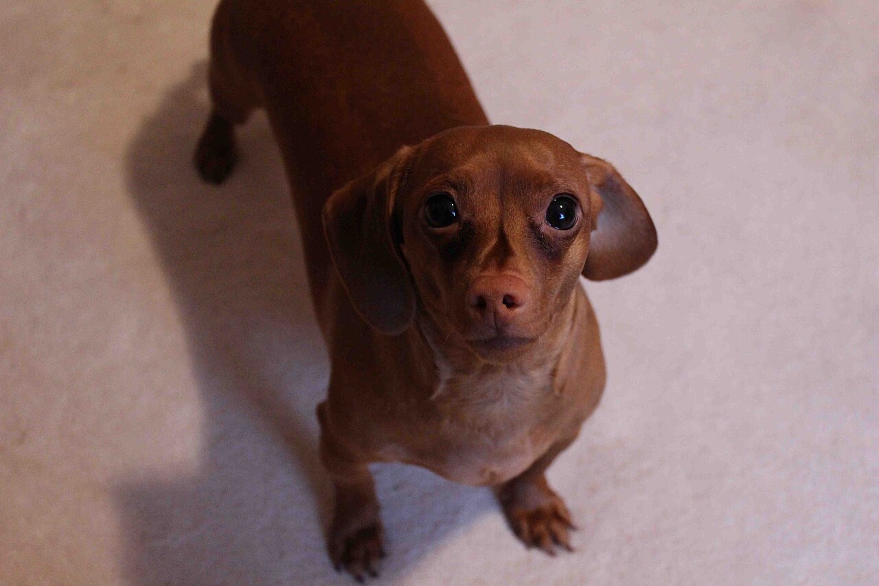 Dachshund