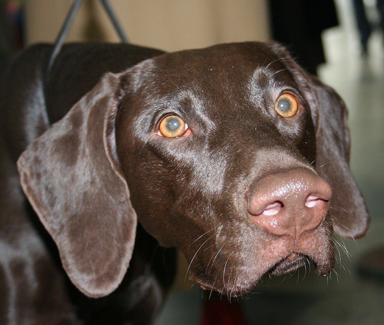 German Shorthaired Pointer