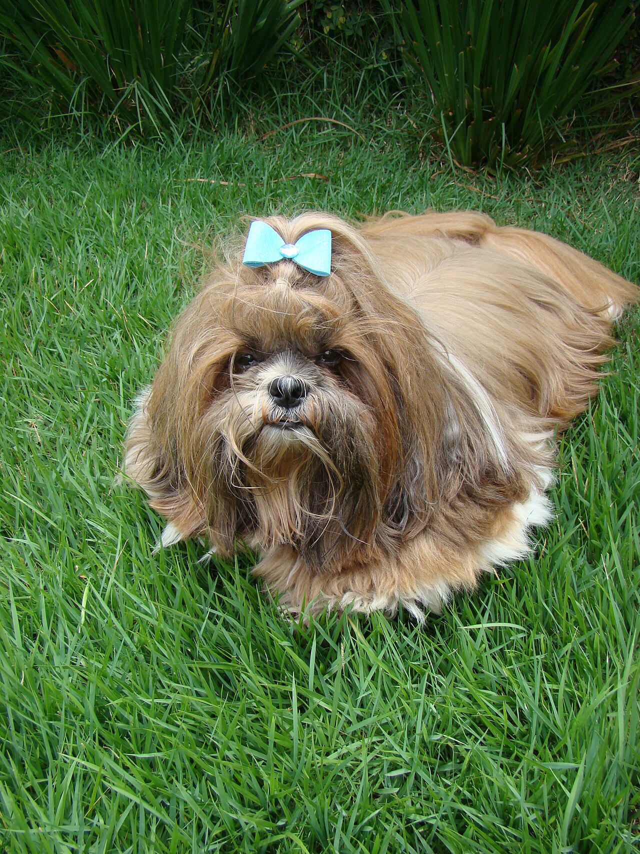 Shih Tzu